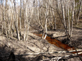 Лесной ручей, безымянный приток Кеби