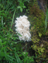 Коралловый гриб