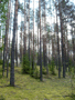 Светлый сосновый лес